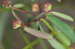 Coastal sand spurge